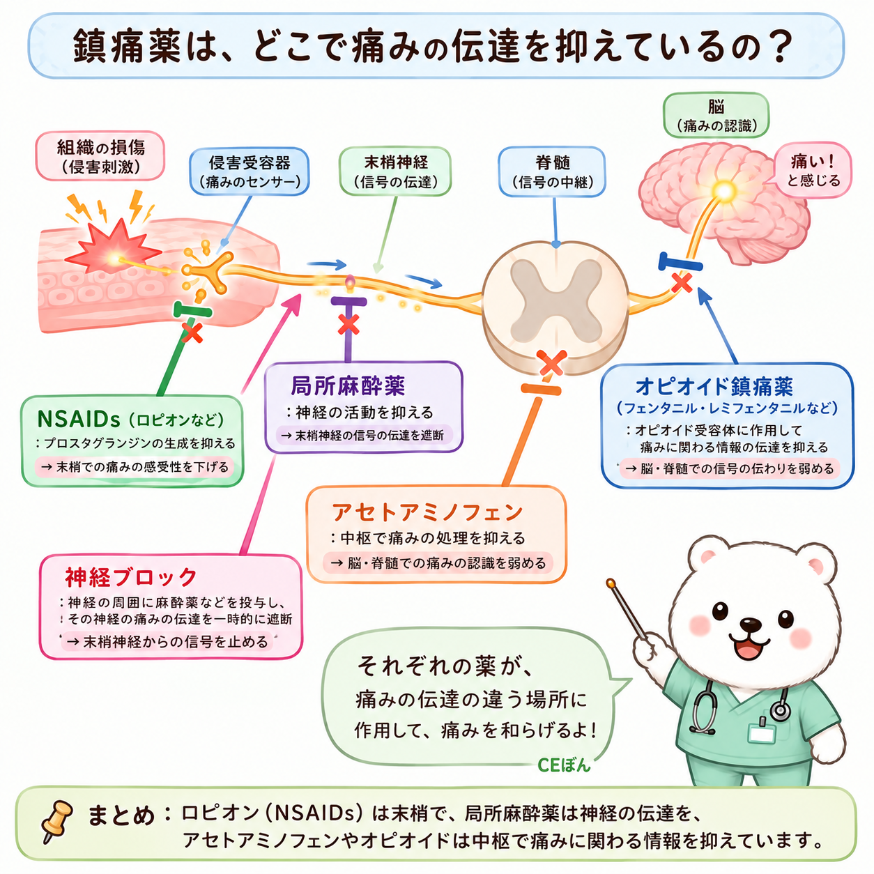 鎮痛薬の効果位置