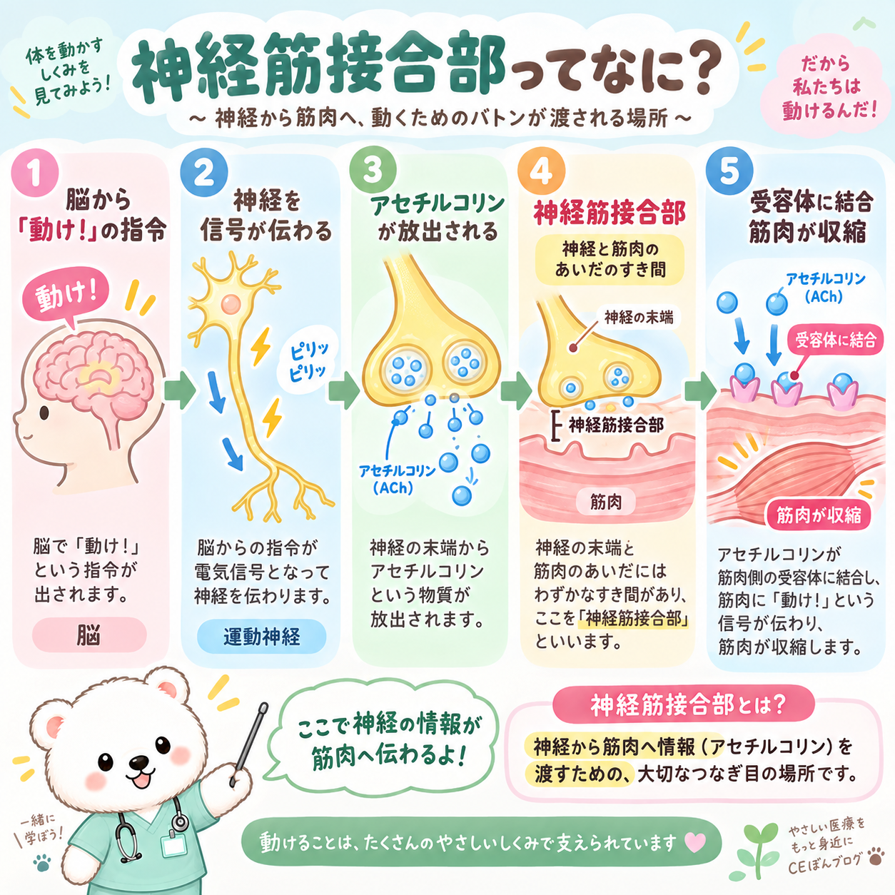 神経筋接合部の働き