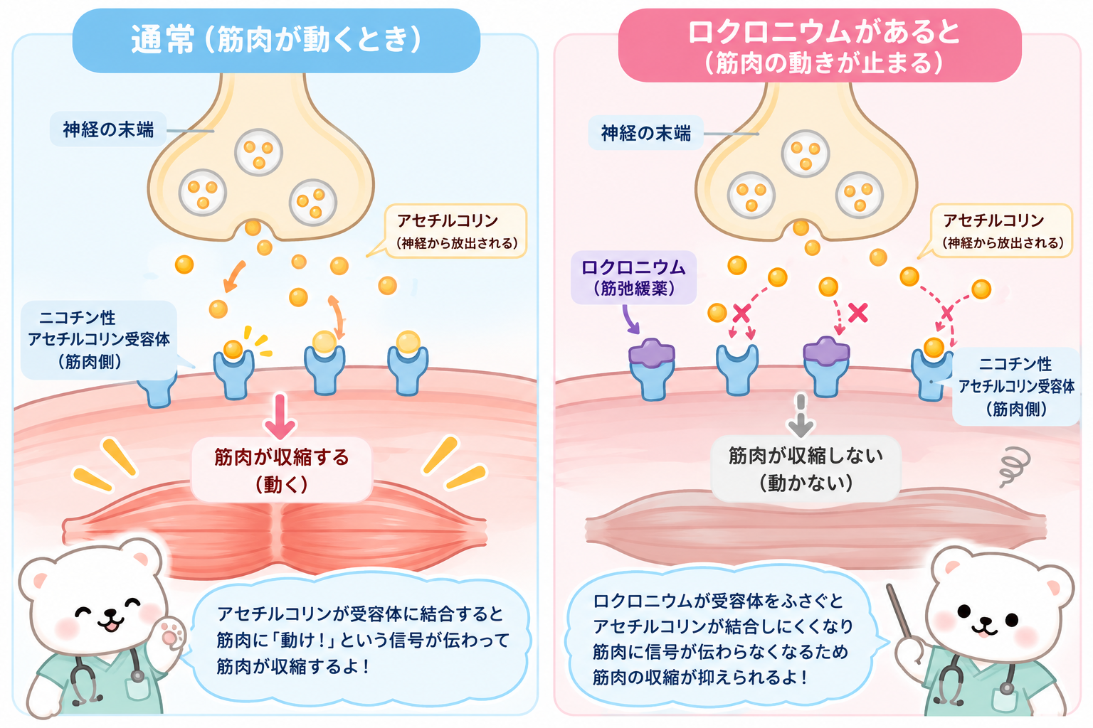 ロクロニウムの働き